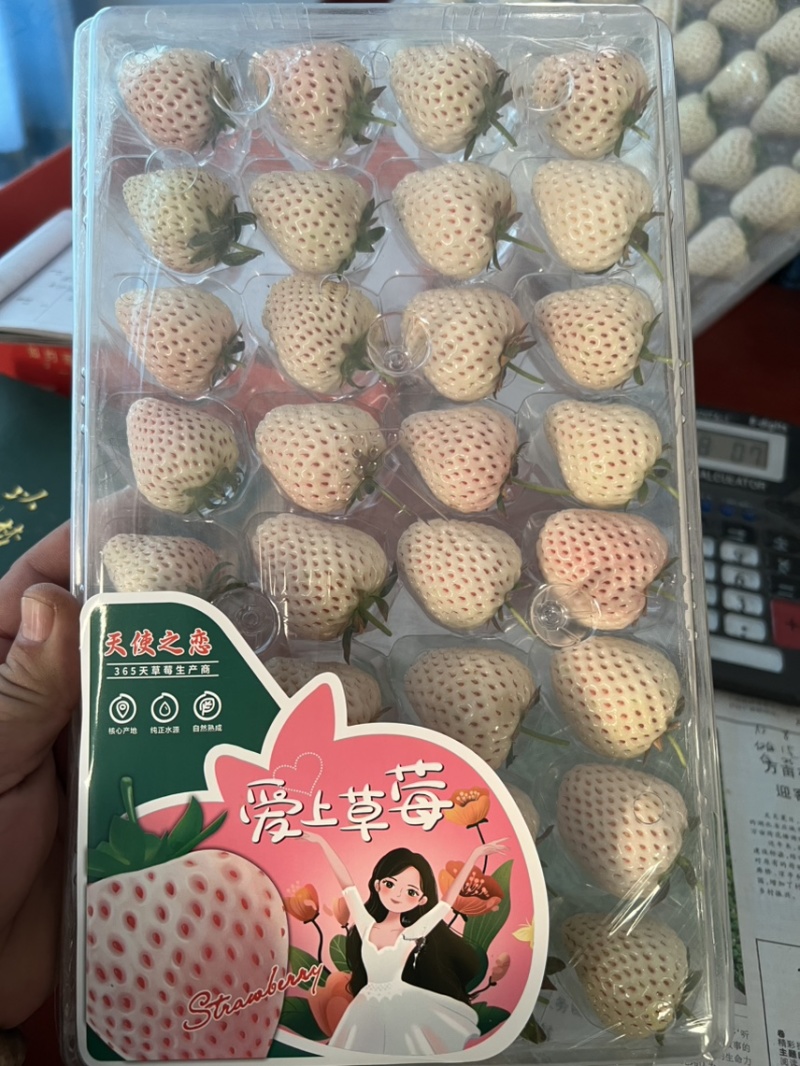 淡雪天使梦之莹产地供应代购