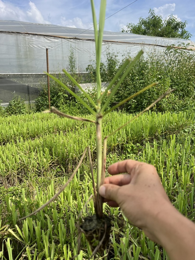 糖蔗甘蔗组培苗
