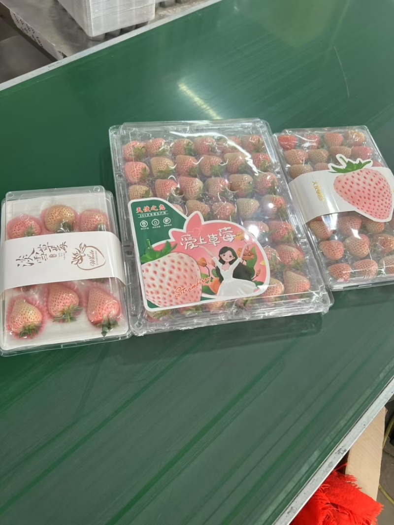 淡雪天使芊雪梦之莹产地直发供应代购