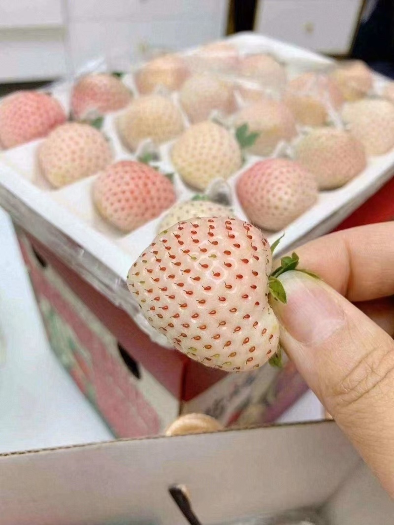 淡雪天使芊雪梦之莹产地直发供应代购