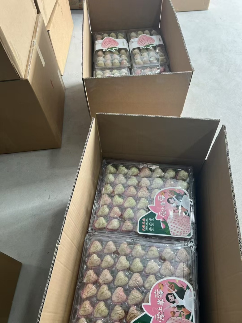 淡雪天使芊雪梦之莹产地直发供应代购