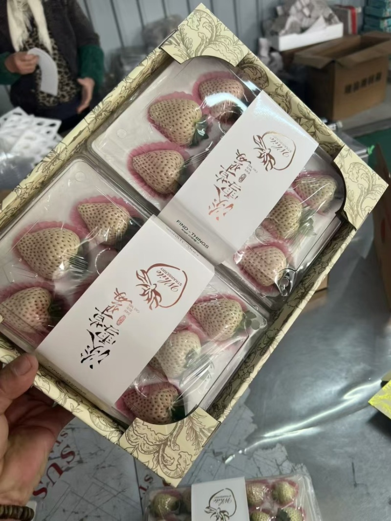 淡雪天使芊雪梦之莹产地直发供应代购