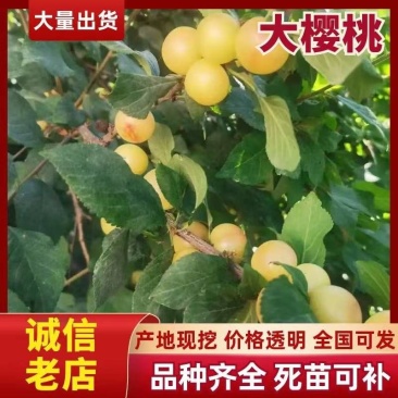吉林省四平市梨树县挚友果树苗基地直销抗寒大樱桃苗