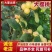 吉林省四平市梨树县挚友果树苗基地直销抗寒大樱桃苗