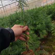 杉木小袋苗，苗场直发，诚信经营，量大从优，欢迎来电