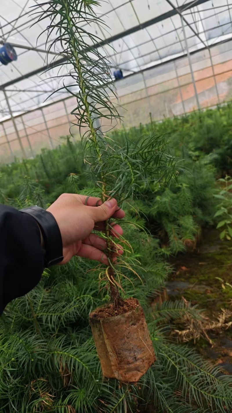 杉木小袋苗，苗场直发，诚信经营，量大从优，欢迎来电