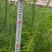 杉木小袋苗，苗场直发，诚信经营，量大从优，欢迎来电