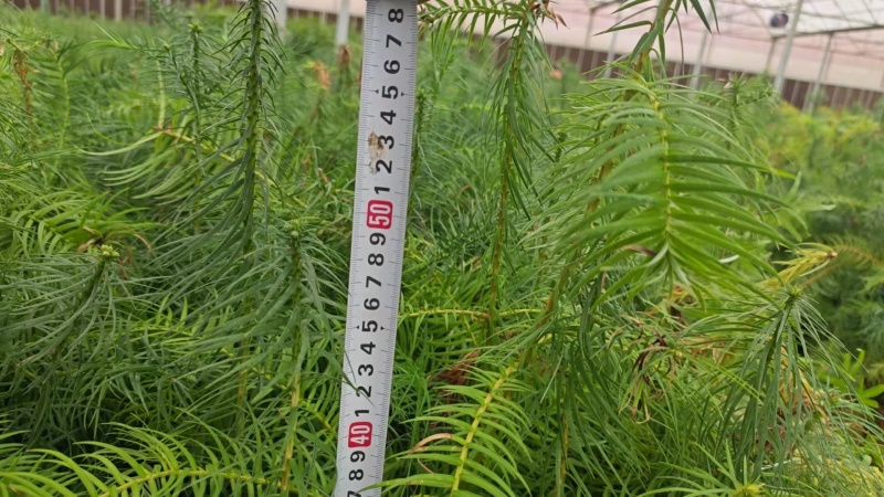 杉木小袋苗，苗场直发，诚信经营，量大从优，欢迎来电
