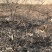 吉林省四平市梨树县挚友果树苗基地直销抗寒大樱桃苗