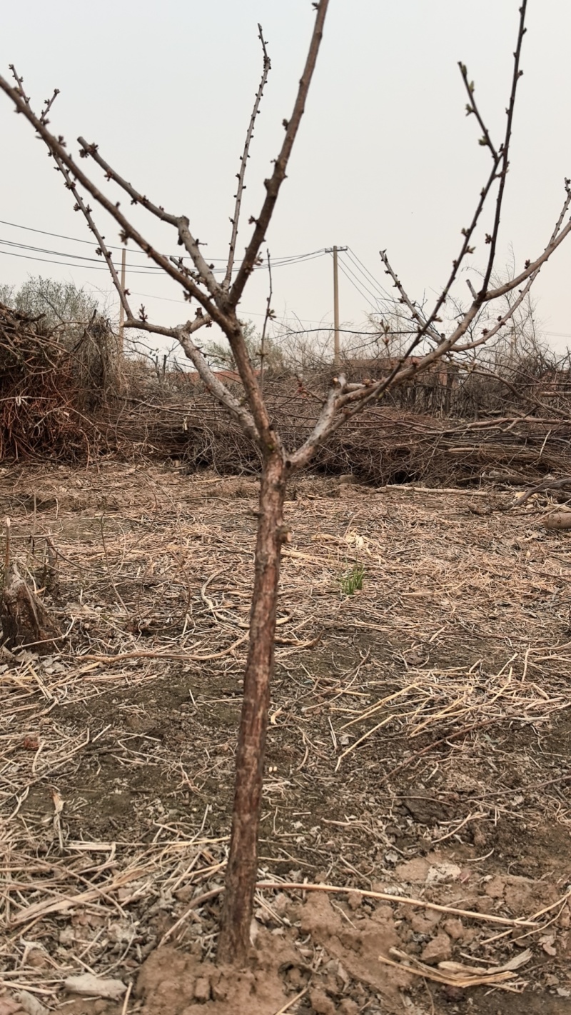 吉林省四平市梨树县挚友果树苗基地直销抗寒大樱桃苗