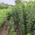 吉林省四平市梨树县挚友果树苗基地直销抗寒大樱桃苗