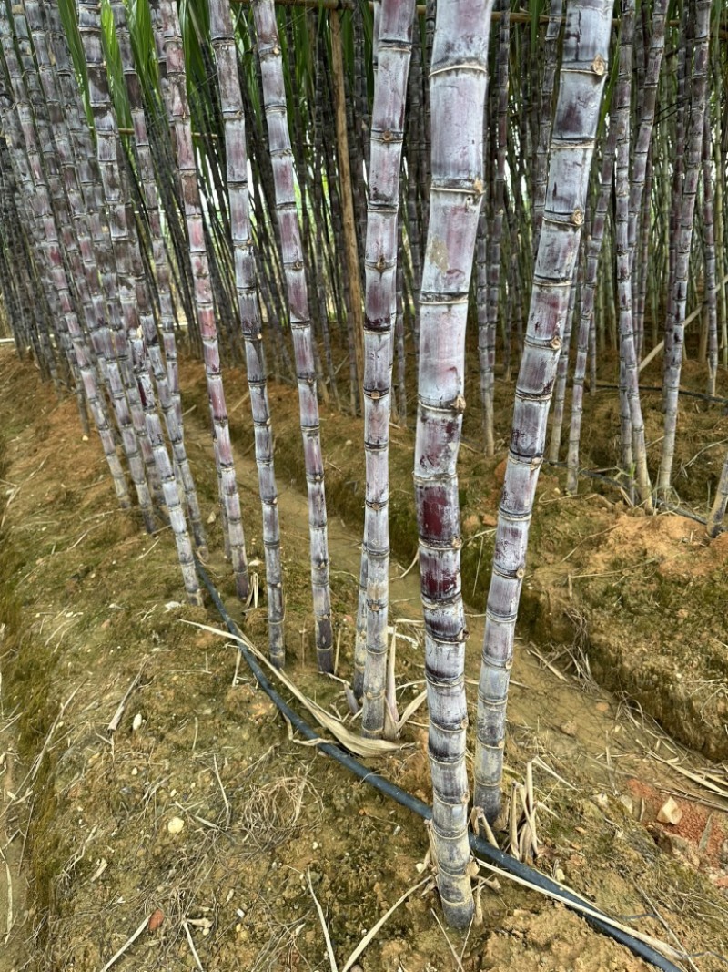 黑皮果蔗桂二组培苗