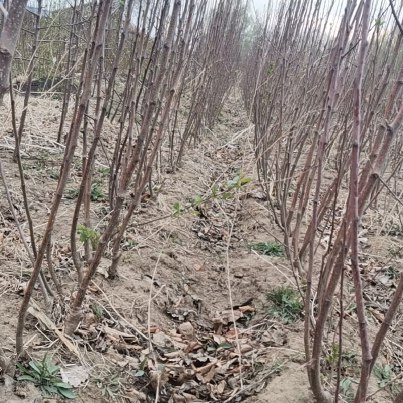 吉林省四平市梨树县挚友果树苗培育基地直销寒富苹果苗