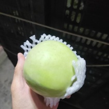 少量，大量都可发货阿克苏冰糖心，瑞雪，