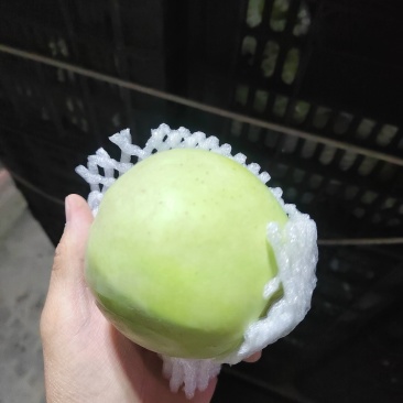 少量，大量都可发货阿克苏冰糖心，瑞雪，