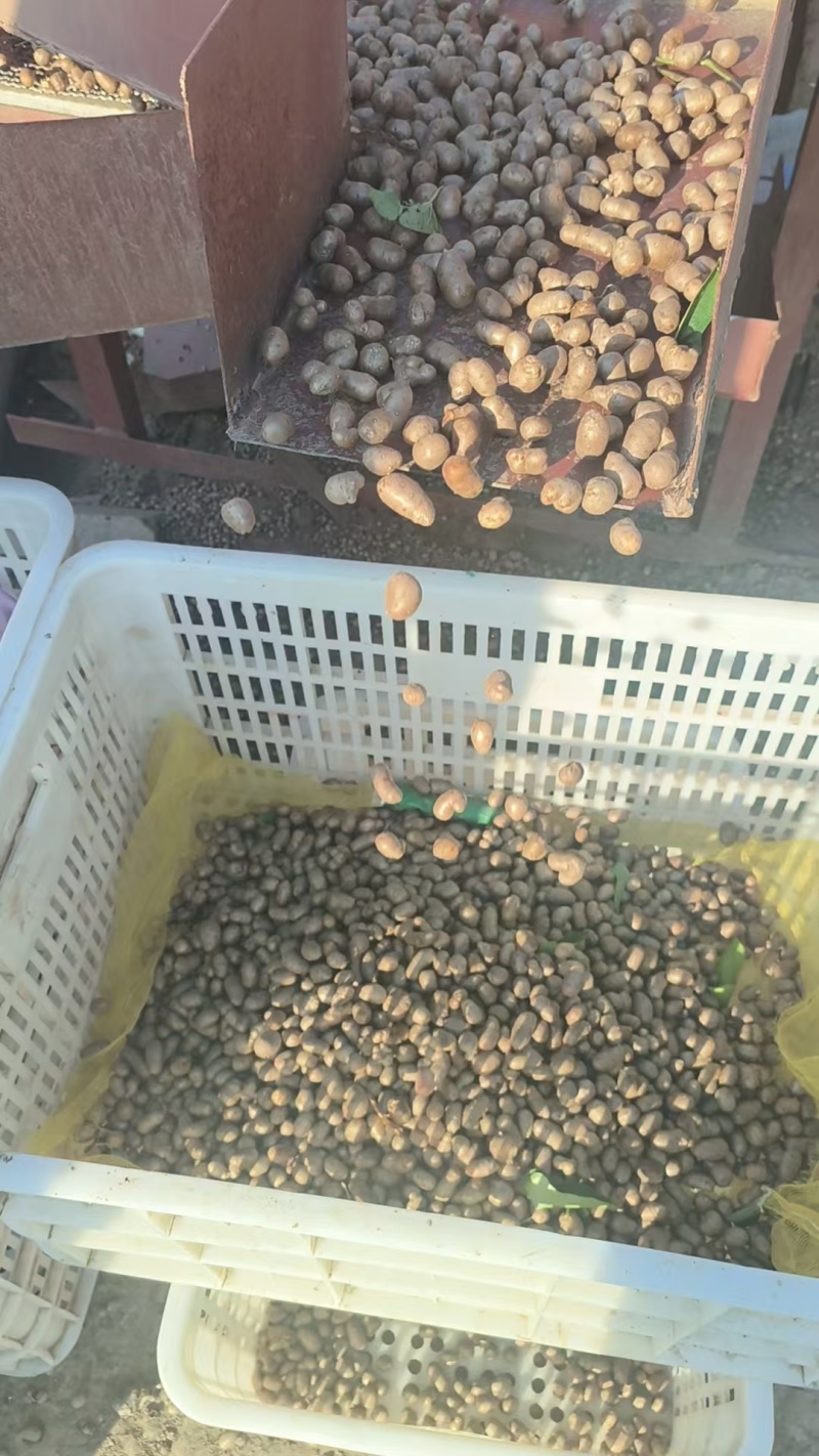 精选白玉山药豆大量上市对接超市电商批发市场集市现货供应