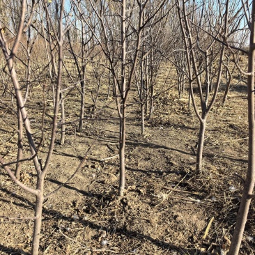 吉林省四平市梨树县挚友果树苗培育基地直销寒富苹果苗