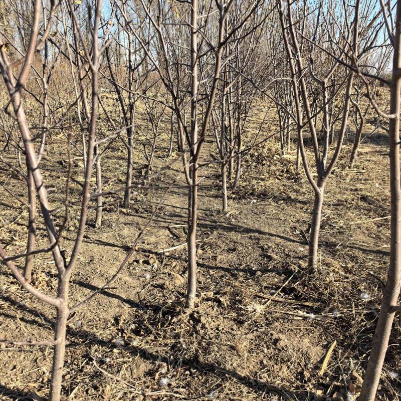 吉林省四平市梨树县挚友果树苗培育基地直销寒富苹果苗