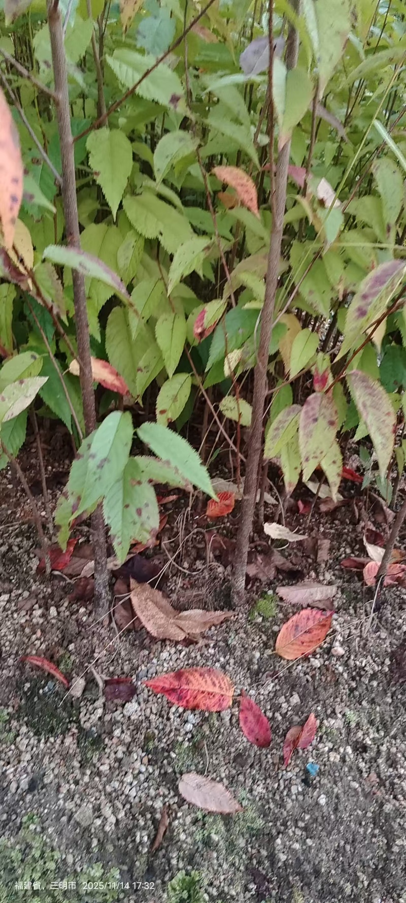 福建山樱花苗