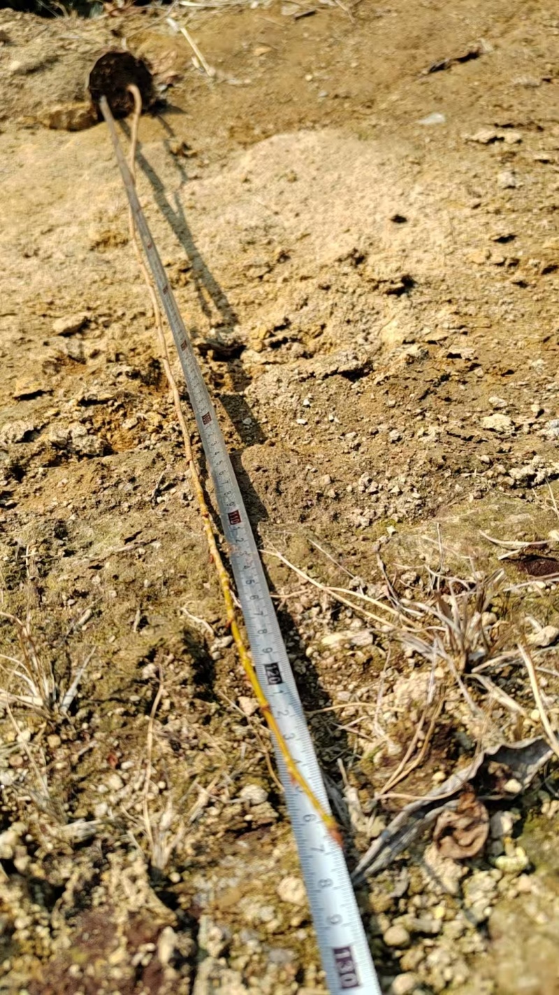 福建山樱花苗