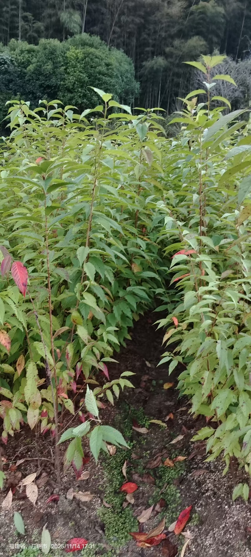 福建山樱花苗