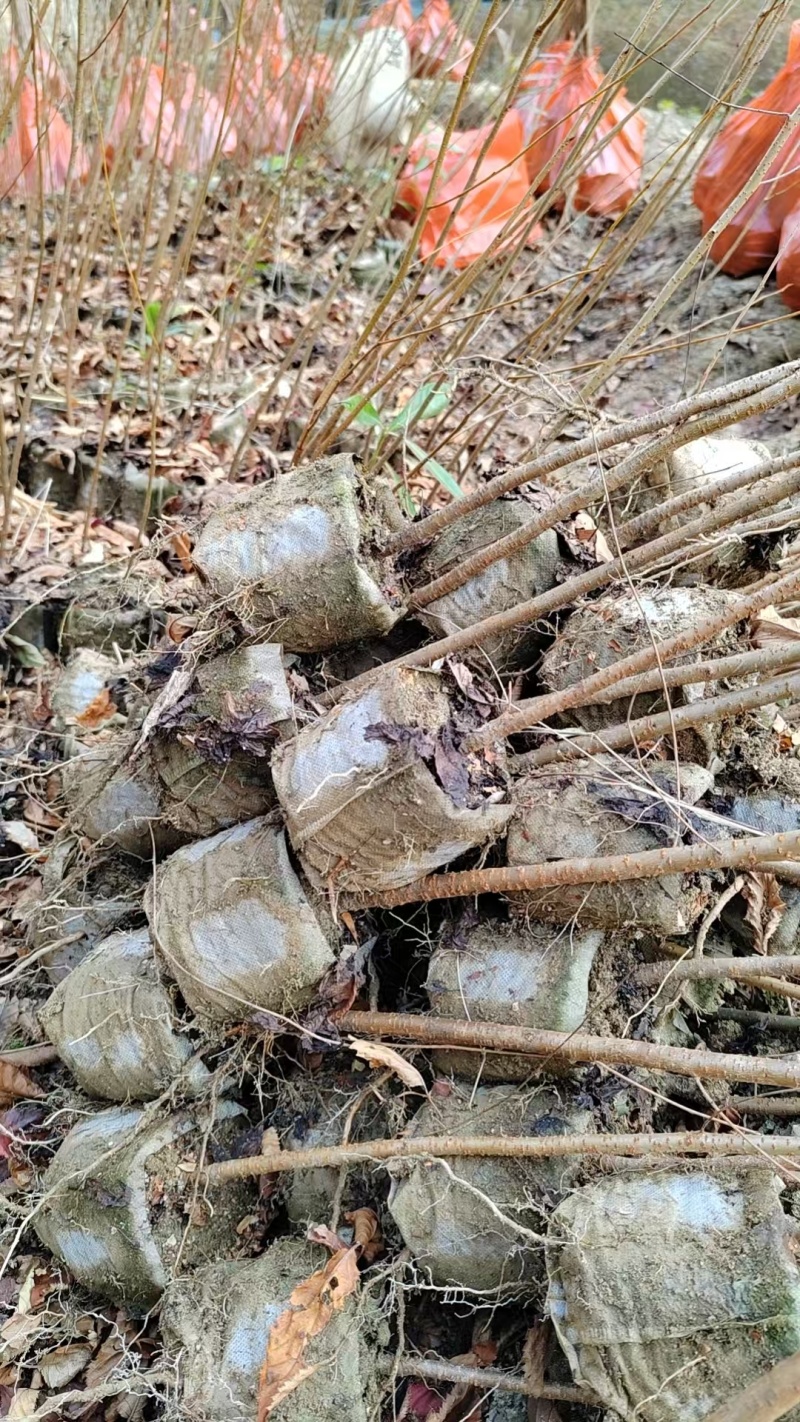 福建山樱花苗
