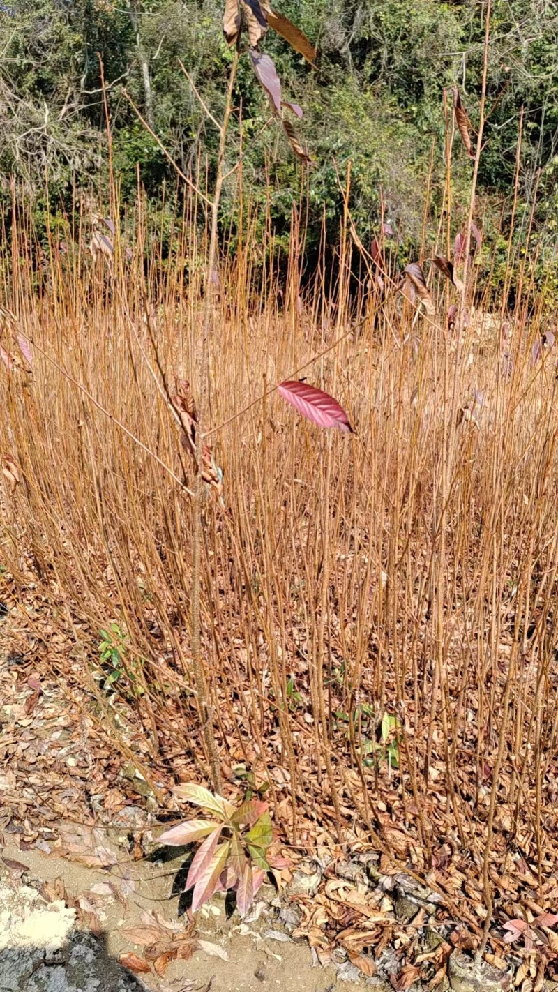福建山樱花苗