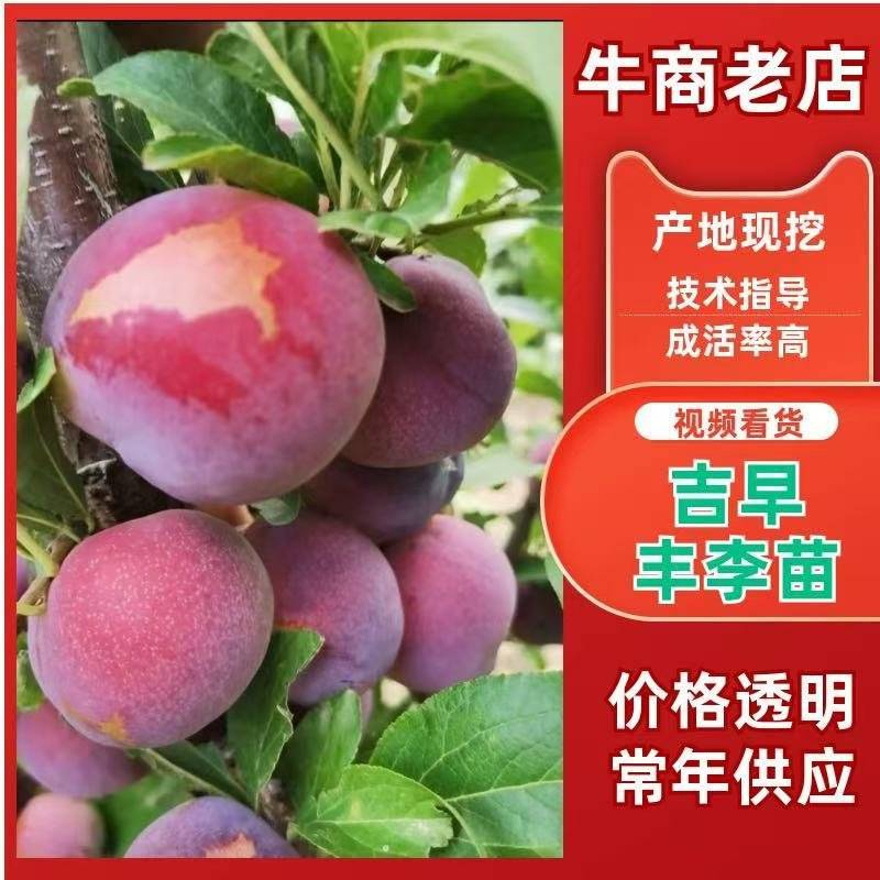 吉林省四平市梨树县，产地直销吉早丰李子苗
