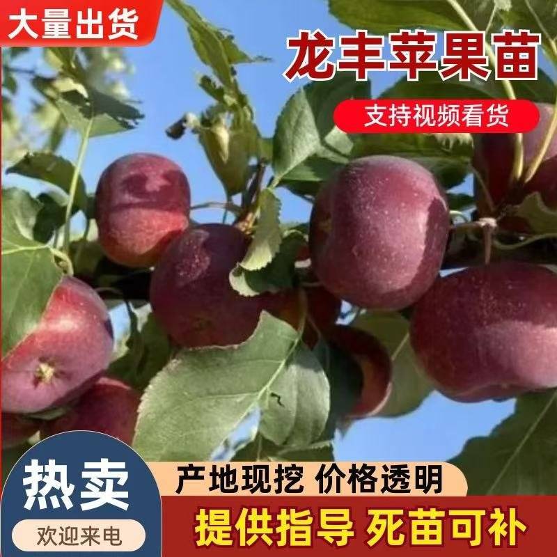 吉林省四平市梨树县挚友苗木基地直销龙丰苹果苗