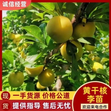 吉林省四平市梨树县苗木基地直发大黄干核李子苗