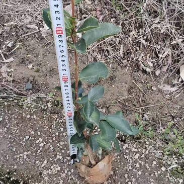 油茶苗，一手货源，诚信经营，量大从优，欢迎来电