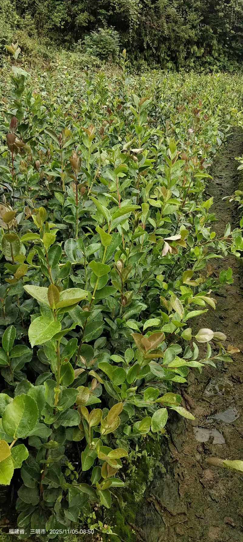 油茶苗，一手货源，诚信经营，量大从优，欢迎来电