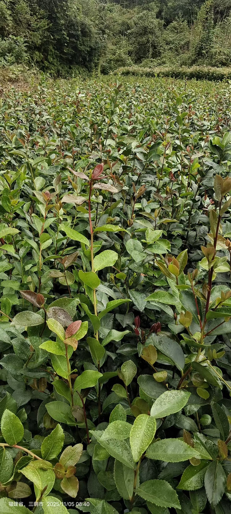 油茶苗，一手货源，诚信经营，量大从优，欢迎来电