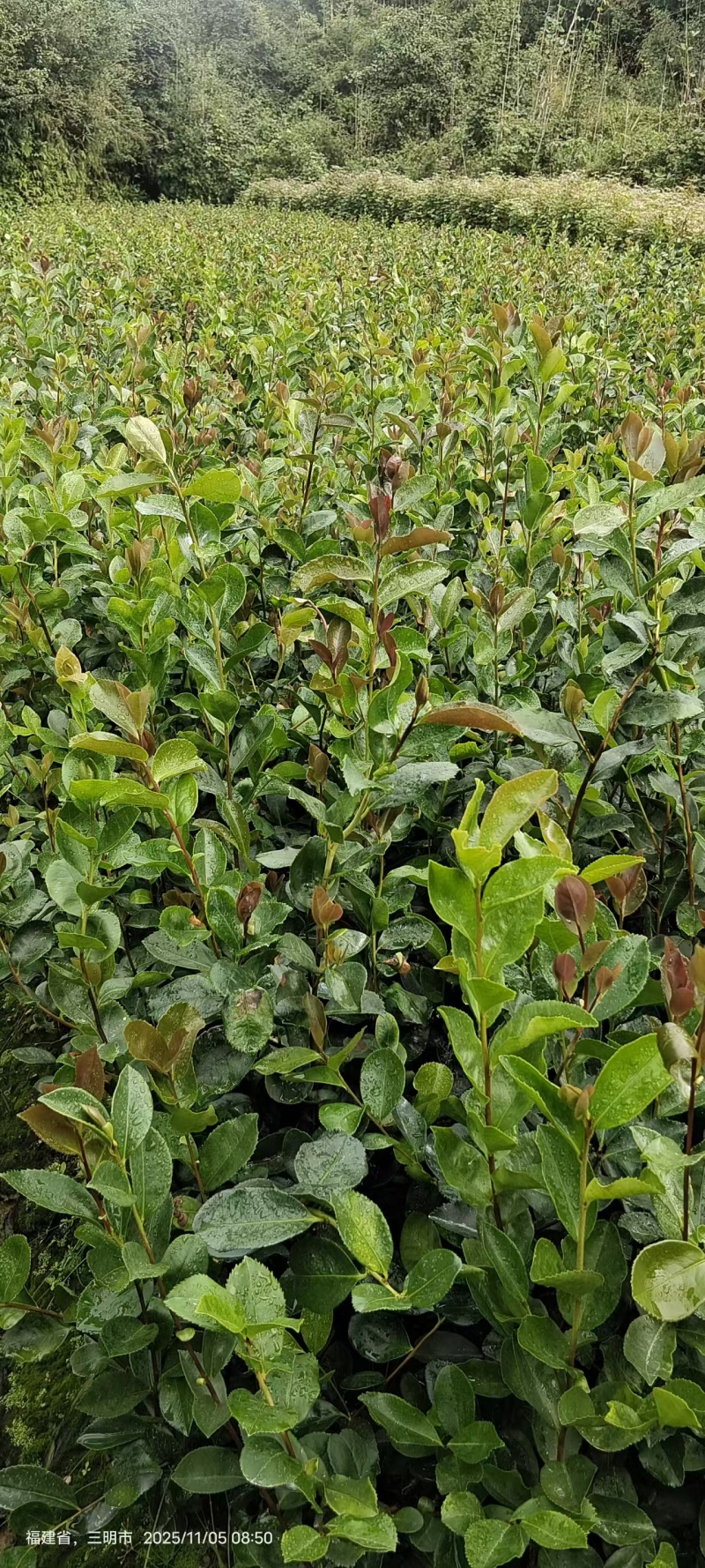 油茶苗，一手货源，诚信经营，量大从优，欢迎来电
