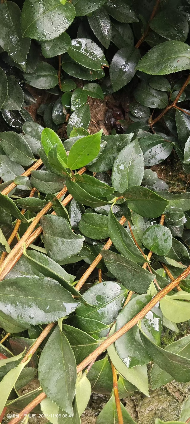 油茶苗，一手货源，诚信经营，量大从优，欢迎来电