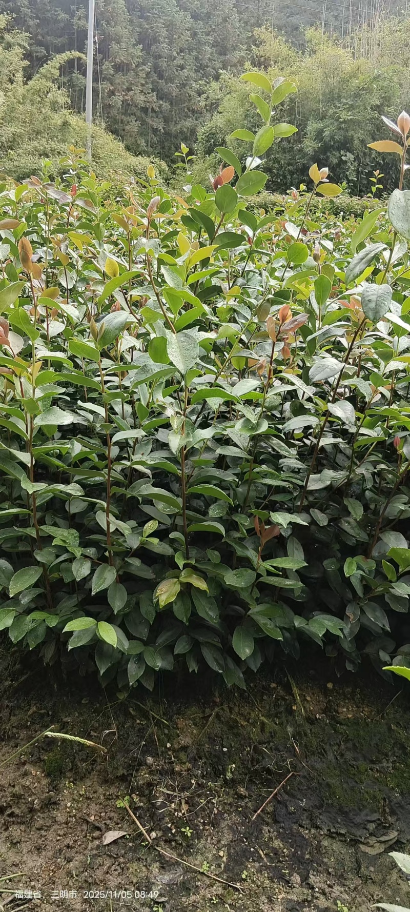 油茶苗，一手货源，诚信经营，量大从优，欢迎来电