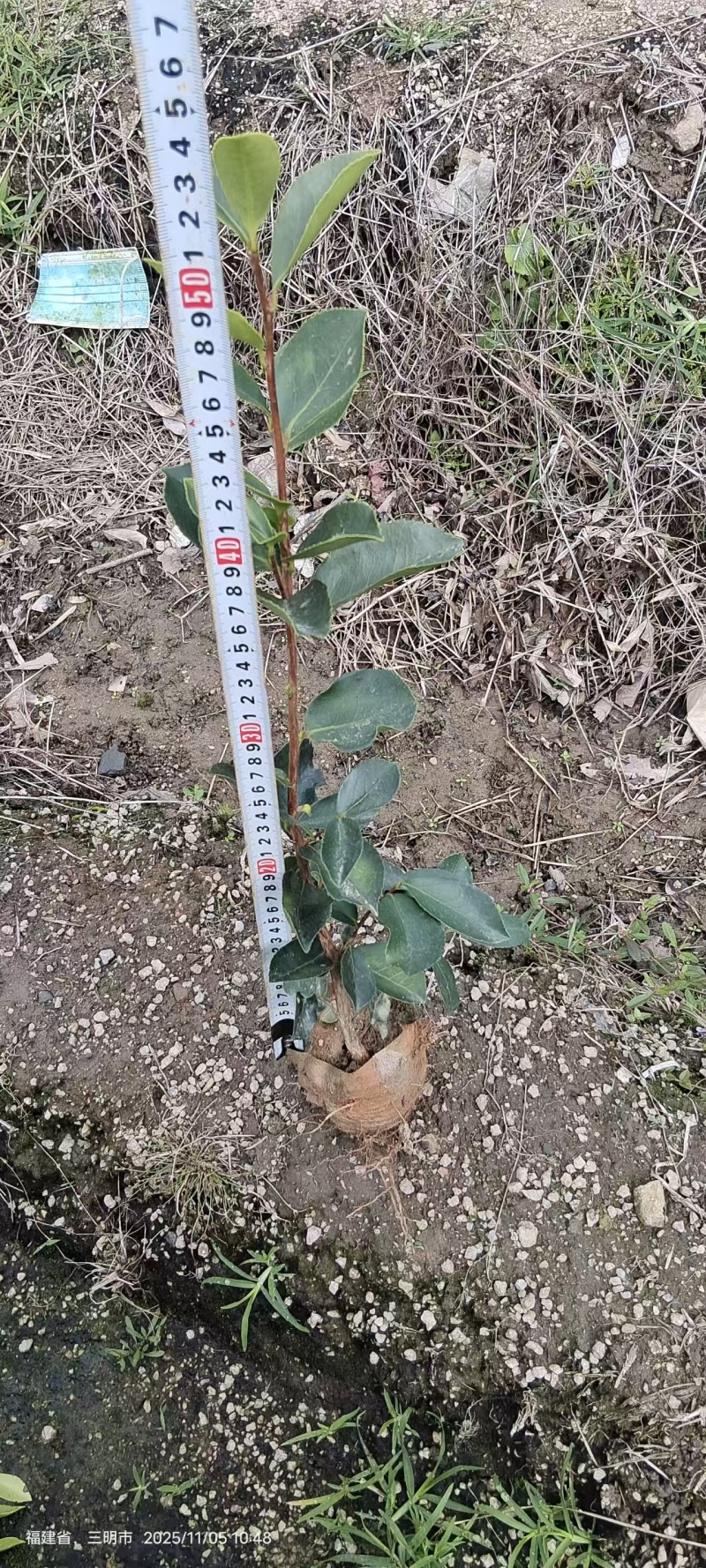 油茶苗，一手货源，诚信经营，量大从优，欢迎来电
