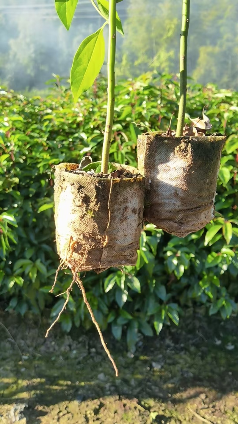香樟苗