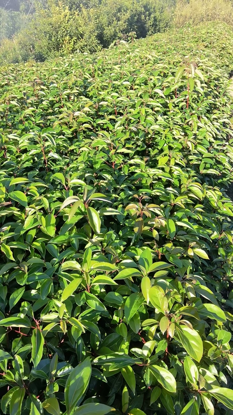 香樟苗