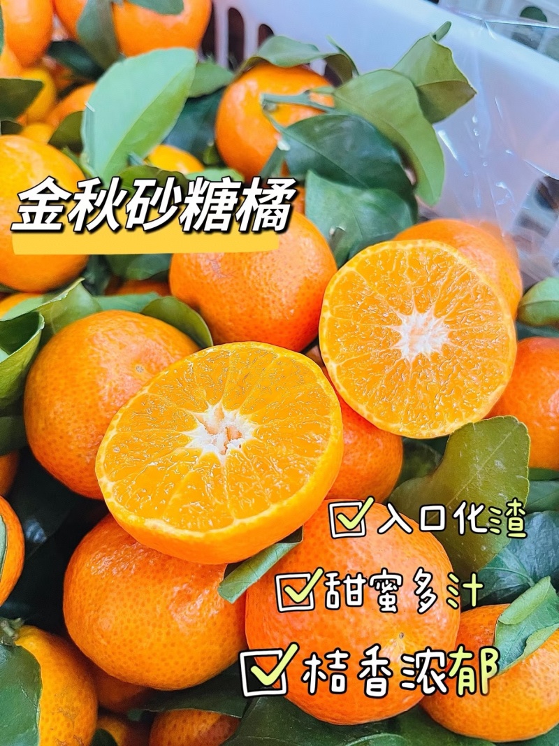 广西砂糖橘/砂糖橘/金秋砂糖橘/市场/商超全国/出口