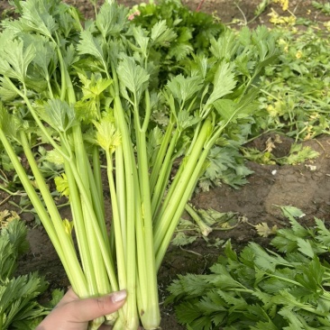 精品芹菜大量上市产地直发有需要的老板联系我