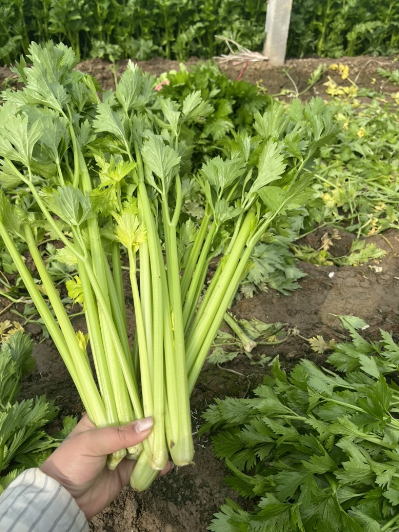 精品芹菜大量上市产地直发有需要的老板联系我