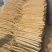 河南安阳双棒山药大量接单品质保证诚信合作欢迎下单