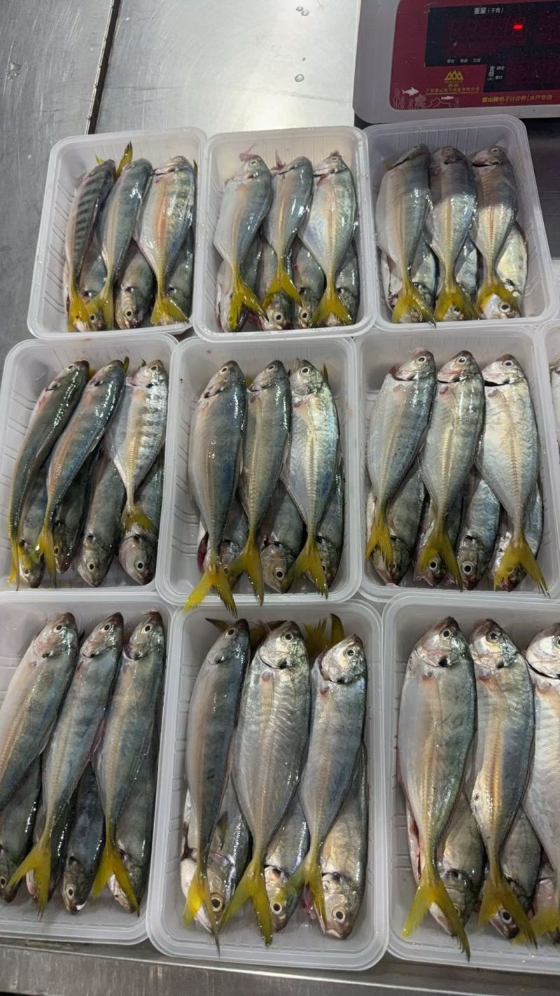 本港野生黄尾巴浪鱼，6-7条400g（杀净）