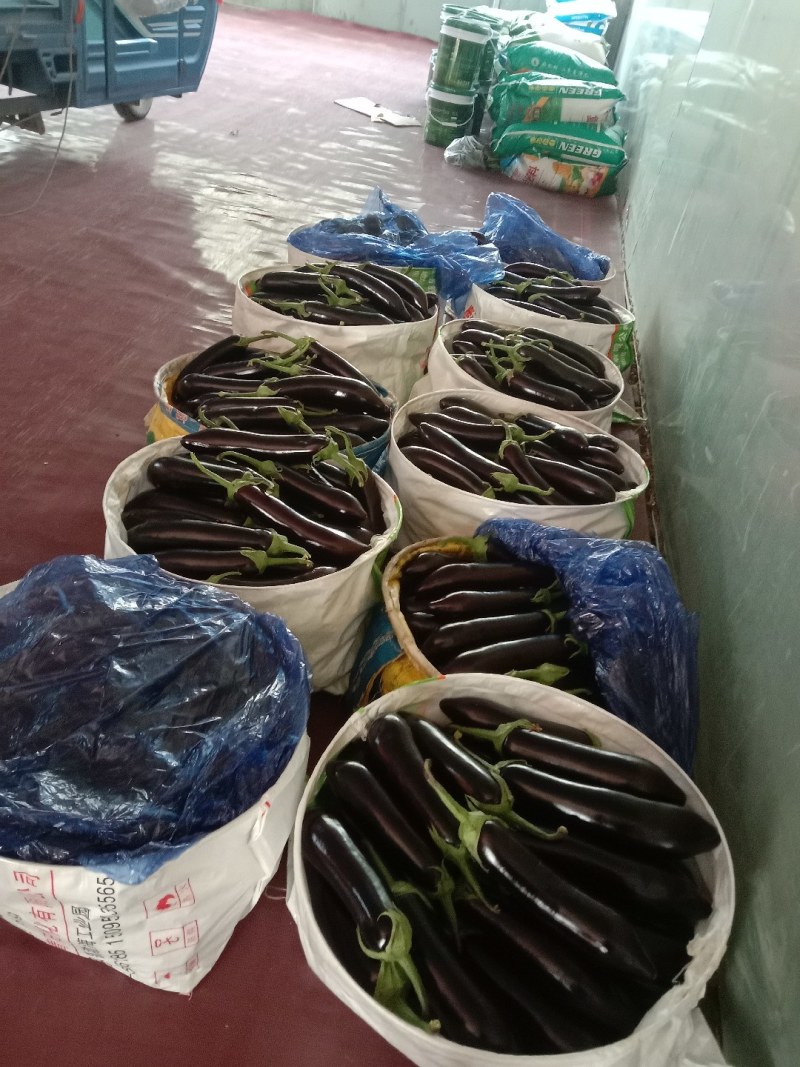 绿靶长茄