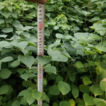 乌桕苗容器苗，地径0.5厘米以上，高度60厘米！