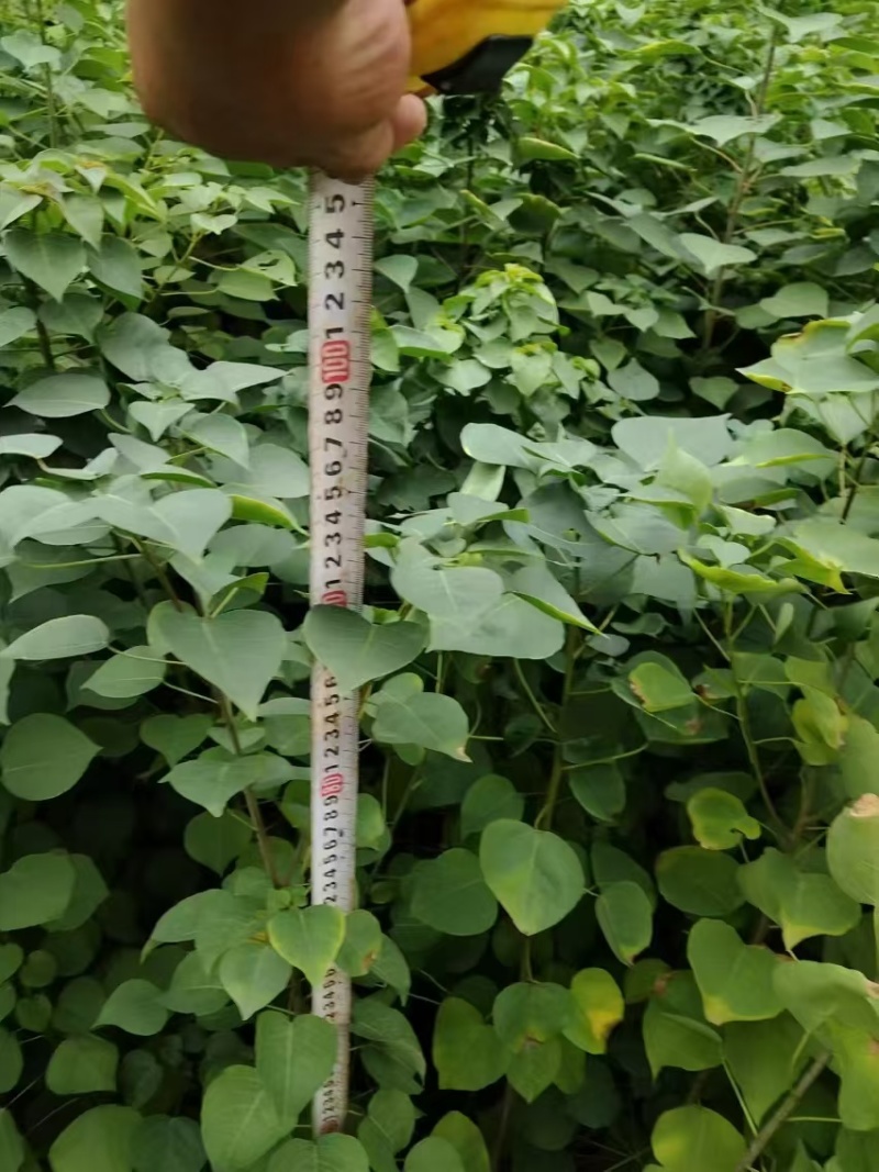 乌桕苗容器苗，地径0.5厘米以上，高度60厘米！