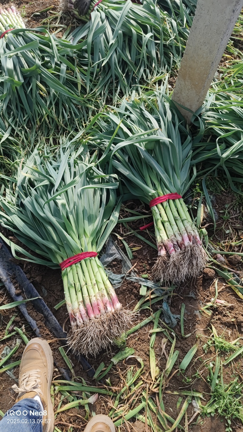 红根蒜苗、红皮蒜苗、基地直供、量大优惠