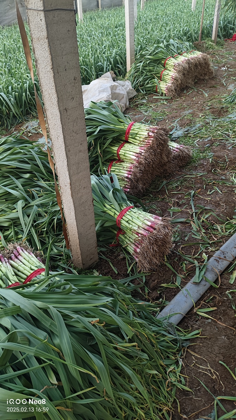 红根蒜苗、红皮蒜苗、基地直供、量大优惠