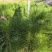马尾松容器苗，高度20-80厘米！